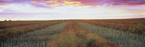 Canola crop in a field, Edmonton, Alberta, Canada by Panoramic Images