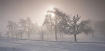 Group of Fruit Trees w/ Sunstar & Fog Cantone of Aargau Switzerland by Panoramic Images