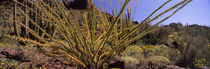 Plants on a landscape, Organ Pipe Cactus National Monument, Arizona, USA by Panoramic Images