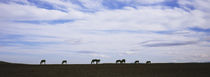 Silhouette of horses in a field, Montana, USA von Panoramic Images