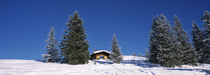 Trees on a snow covered landscape, Kitzbuhel, Westendorf, Tirol, Austria by Panoramic Images