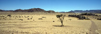 Horse ranch on a homestead, Namibia by Panoramic Images