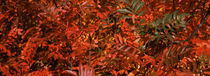 Firebush in autumn, Colorado, USA by Panoramic Images