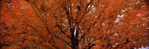 Maple tree in autumn, Vermont, USA von Panoramic Images