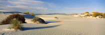 Desert plants in a desert, White Sands National Monument, New Mexico, USA von Panoramic Images