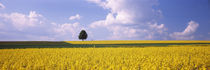 Rape field in bloom, Baden-Wurttemberg, Germany by Panoramic Images