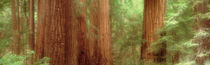 Redwood Trees, Muir Woods, California, USA, von Panoramic Images