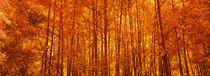 Aspen trees at sunrise in autumn, Colorado, USA by Panoramic Images