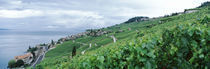Vineyard on a hillside in front of a lake, Lake Geneva, Rivaz, Vaud, Switzerland by Panoramic Images