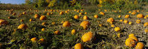 Field of ripe pumpkins, Kent County, Michigan, USA von Panoramic Images