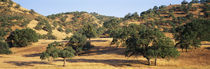 Oak trees on hill, Stanislaus County, California, USA von Panoramic Images