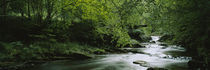 River flowing in the forest, Aberfeldy, Perthshire, Scotland by Panoramic Images