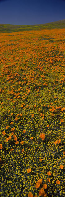 Wildflowers on a landscape, California, USA by Panoramic Images