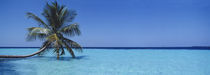 Palm tree in the sea, Maldives by Panoramic Images