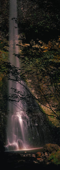 Waterfall in a forest, Columbia Gorge, Oregon, USA by Panoramic Images