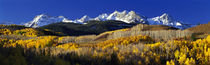 USA, Colorado, Rocky Mountains, aspens, autumn by Panoramic Images