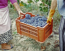 Women harvesting grapes in a vineyard, Barbaresco DOCG, Piedmont, Italy by Panoramic Images