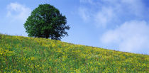 Green Hill w/ flowers & tree Canton Zug  Switzerland by Panoramic Images