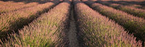 Rows Lavender Field, Pays De Sault Provence, France by Panoramic Images