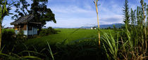Panorama Print - Reisfelder, Präfektur Saga, Kyushu, Japan von Panoramic Images