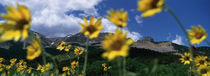 Low Angle View Of Mountains, Montana, USA von Panoramic Images