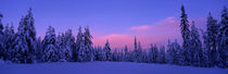 Panorama Print - Wald im Winter, Dalarna, Schweden von Panoramic Images