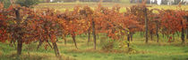 Vineyard on a landscape, Apennines, Emilia-Romagna, Italy von Panoramic Images