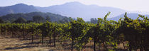 Grape vines in a vineyard, Napa Valley, Napa County, California, USA von Panoramic Images