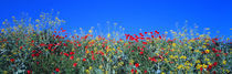 Poppy field Tableland N Germany von Panoramic Images