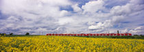 Commuter train passing through oilseed rape fields, Baden-Wurttemberg, Germany by Panoramic Images