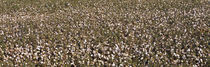 High angle view of a cotton field, Fresno, San Joaquin Valley, California, USA by Panoramic Images