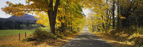 Trees on both sides of a road, Danby, Vermont, USA by Panoramic Images