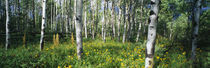 Field of Rocky Mountain Aspens von Panoramic Images