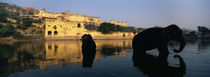 Silhouette of two elephants in a river, Amber Fort, Jaipur, Rajasthan, India by Panoramic Images