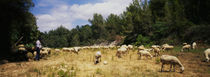 Flock of sheep grazing in a field, Sitges, Spain von Panoramic Images