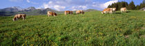 Switzerland, Cows grazing in the field von Panoramic Images