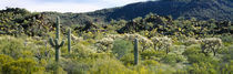 Panorama Print - Saguaro Kaktus (Carnegiea gigantea) in einem Feld Arizona, USA von Panoramic Images
