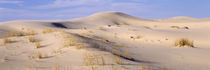 Sand dunes on an arid landscape, Monahans Sandhills State Park, Texas, USA von Panoramic Images