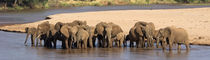 Herd of African elephants at a river by Panoramic Images