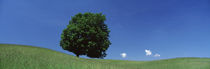 View Of A Lone Tree On A Hillside In Summer by Panoramic Images