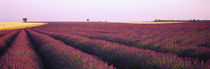 Lavender crop on a landscape, France by Panoramic Images