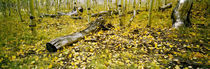 Aspen trees in a forest, Californian Sierra Nevada, California, USA von Panoramic Images