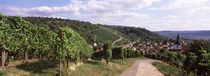 Vineyards, Obertuerkheim, Stuttgart, Baden-Württemberg, Germany von Panoramic Images
