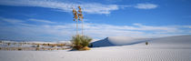 Plants in a desert, White Sands National Monument, New Mexico, USA by Panoramic Images
