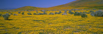 Wildflowers on a landscape, California, USA von Panoramic Images