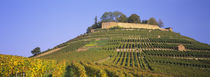 Vineyards on a hill, Weinsberg, Baden-Württemberg, Germany von Panoramic Images