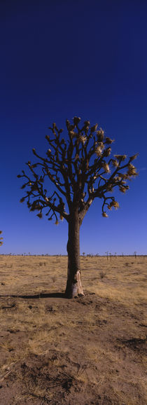 Joshua tree (Yucca brevifolia) in a field, California, USA von Panoramic Images