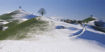 Lime tree on top of a hill, Canton Of Zug, Switzerland von Panoramic Images