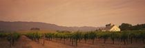 Trees In A Vineyards, Napa Valley, California, USA von Panoramic Images