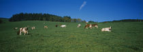 Herd of cows grazing in a field, St. Peter, Schwarzwald, Germany von Panoramic Images